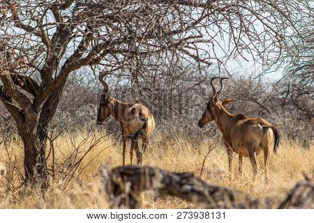 Red Hartebeest Standing In The Bushveld Enjoying The Sun