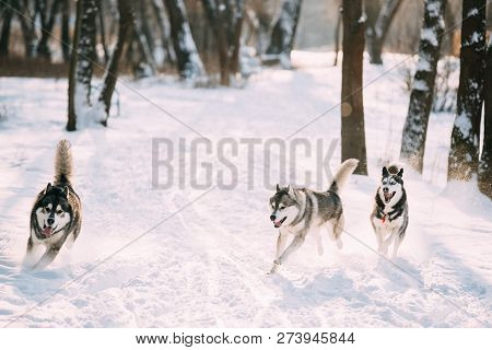 Three Funny Siberian Husky Dogs Running Together Outdoor In Snowy Park At Sunny Winter Day. Smiling 
