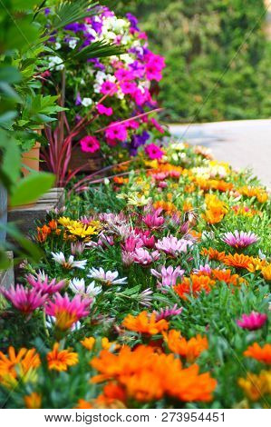 Multicolored Flower Bed  With Petunias, Gazania, Marigold And Other Blooms. Foral Diversity. Selecte