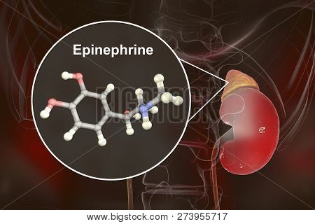 Epinephrine Hormone Produced By Adrenal Gland, 3d Illustration. It Has Effect On Blood Pressure, Lyp