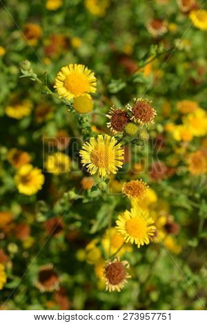 Small Fleabane Yellow Flowers - Latin Name - Pulicaria Vulgaris