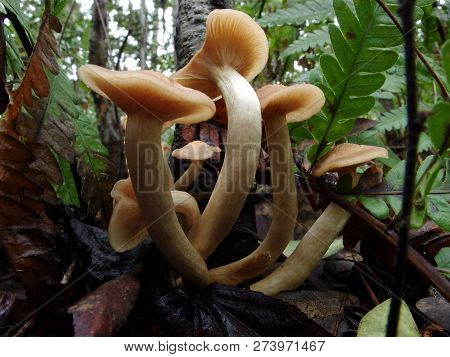 Ringless Honey Mushroom Group In Georgia Woods