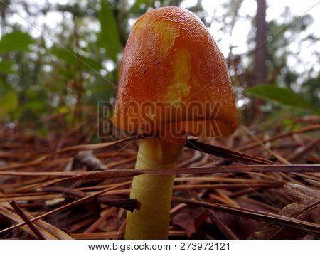 American Caesar Mushroom, Close-up, Side View, Not Open
