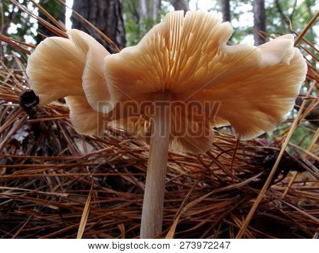Straight-stalked Entoloma, Close-up, Side View, Gills Shown, Curling