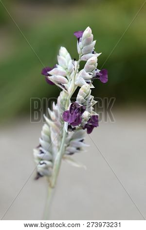 Powdery Alligator-flag Purple Flower - Latin Name - Thalia Dealbata