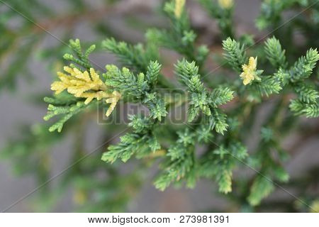 Chinese Juniper - Latin Name - Juniperus Chinensis Expansa Variegata