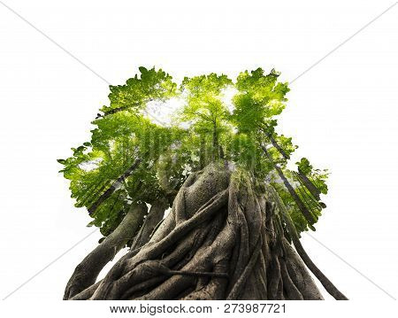 Bonsai Tree And Forest - Double Exposition On A White Background