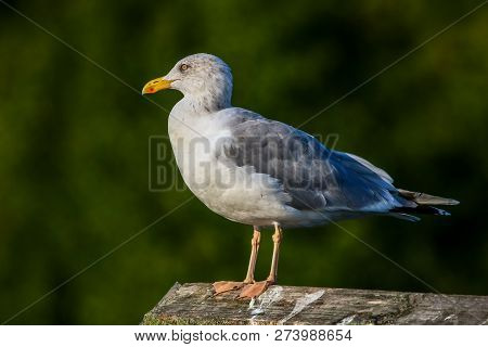 Close Up Of Seagull Standing On A Pier. Seagull On The Roof Near Kaniera Lake On A Sunny Autumn Day.