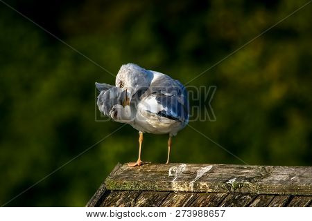 Close Up Of Seagull Standing On A Pier. Seagull On The Roof Near Kaniera Lake On A Sunny Autumn Day.