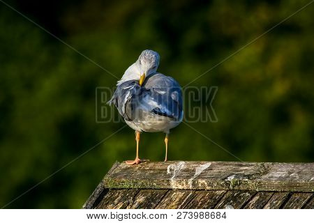 Close Up Of Seagull Standing On A Pier. Seagull On The Roof Near Kaniera Lake On A Sunny Autumn Day.