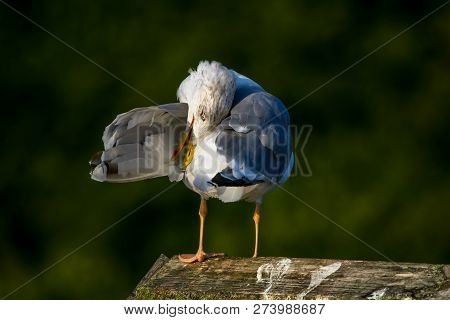 Close Up Of Seagull Standing On A Pier. Seagull On The Roof Near Kaniera Lake On A Sunny Autumn Day.