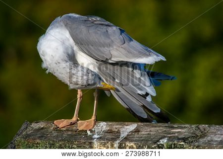 Close Up Of Seagull Standing On A Pier. Seagull On The Roof Near Kaniera Lake On A Sunny Autumn Day.