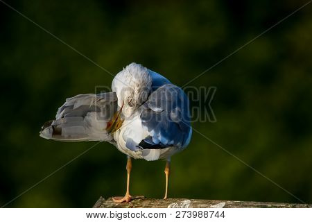 Close Up Of Seagull Standing On A Pier. Seagull On The Roof Near Kaniera Lake On A Sunny Autumn Day.
