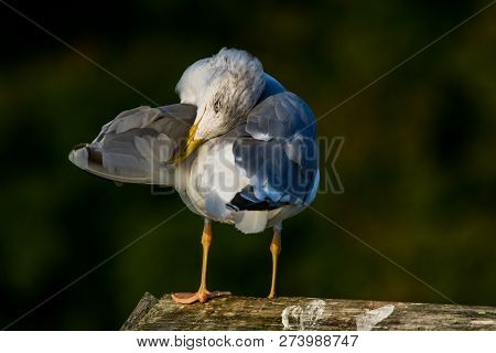 Close Up Of Seagull Standing On A Pier. Seagull On The Roof Near Kaniera Lake On A Sunny Autumn Day.