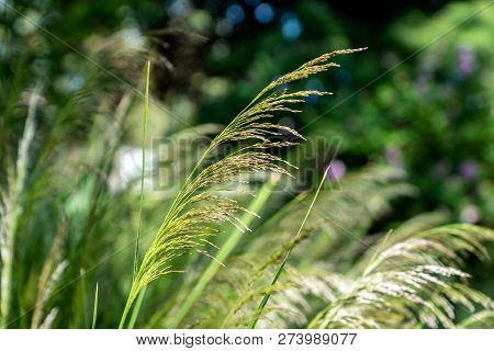 Chinese Silver Grass, Miscanthus Sinensis, Closeup With Blurry Background