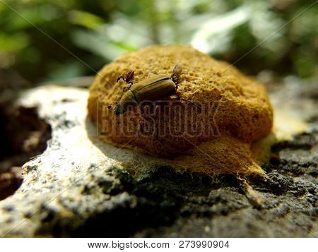 Rose Chafer Pseudoscorpion Beetle On Yellow Slime Mold Fungus