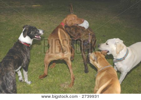 Fünf Hunde spielen mit einem Ball