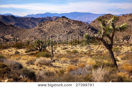 Yucca Brevifolia dağlar Mojave Desert Joshua Tree National Park California