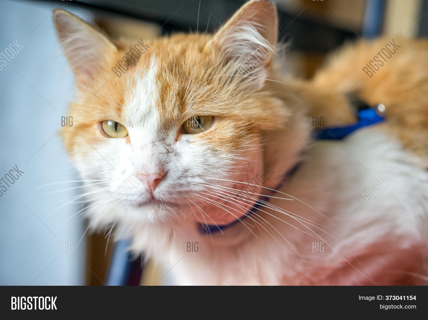 Abscess On Cat's Neck Image & Photo (Free Trial) Bigstock