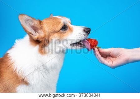 Owner Gives Adorable Welsh Corgi Pembroke Dog  To Eat Juicy Ripe Strawberry On Blue Background, Copy
