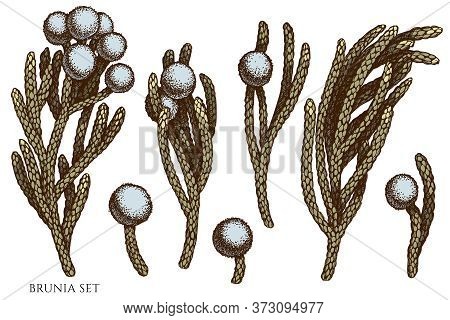 Vector Set Of Hand Drawn Colored Brunia Stock Illustration