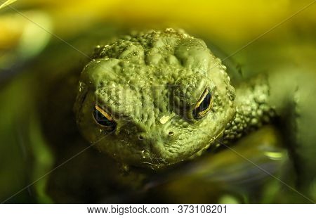 Close Up Portrait Of A Common Toad (bufo Bufo) On The Edge Of A Pond.