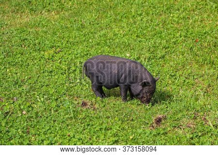Small Undersized Black Pig On A Green Lawn. Selective Focus
