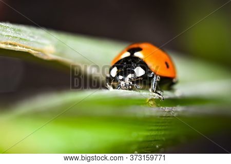 Ladybug Crawls On The Stem Of A Plant.