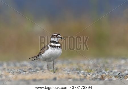 Killdeer Plover Bird At Richmond Bc Canada