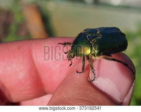 Rose Chafer In The Hands Of A Man. A Large Shiny Green Beetle.
