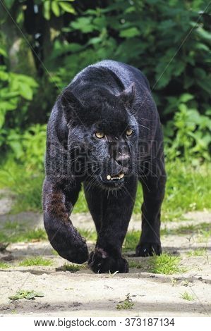 A Dangerous & Hunting Black Panther In Forest