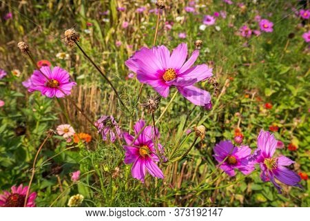 Pink Flowers Of Anemone Japanese Hupehensis 'prinz Heinrich' In A Garden.