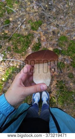White Mushroom, Boletus Edulis In Hand, On The Palm. Picking Mushrooms In The Summer, Autumn. Edible