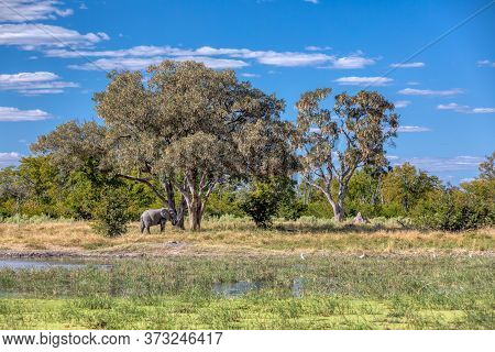 Herd Of African Elephant On Waterhole In Moremi Game Reserve Botswana, Picturesque Of Traditional La
