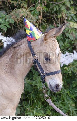The Head Of A Yellow Foal With A Party Hat And Guirlandes In The Trees. Background For Greeting Card