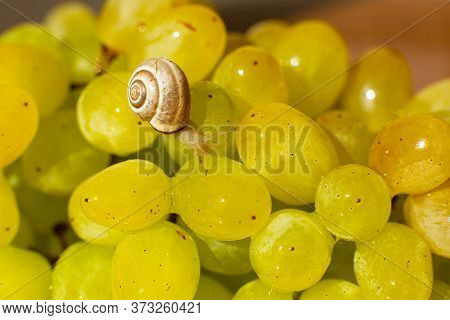 Close-up Of A Small Snail Crawling Over Grapes Quiche Mish