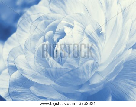 Knospen