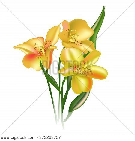 Watercolor Astromelia Floral Unique Flower Illustration . Yellow Rustic Bohemian Realistic Style Cus
