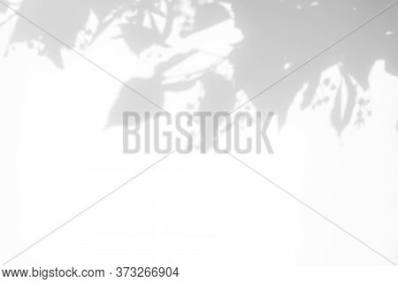 Blurred Overlay Effect For For Natural Light Photo Effects. Gray Shadows Of Linden Tree Blooming Bra