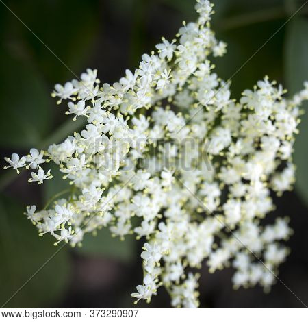 Blooming Elderflower In Garden (sambucus ). Common Names: Elder, Elderberry, Black Elder, European E