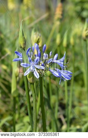 African Lily Amourette Blue - Latin Name - Agapanthus Amourette Blue