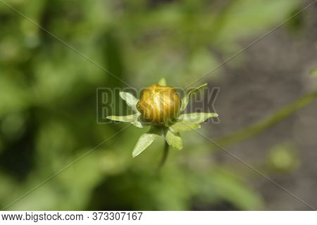 Star Tickseed Orange Flower Bud - Latin Name - Coreopsis Pubescens