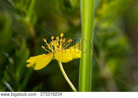 Side View Of The Common Tormentil And A Vertical Grass Blade