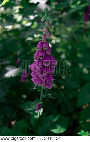 A Beautiful Purple Flower In The Forrest