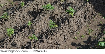 Bushes Of Young Tomatoes On The Beds In The Garden Of A Country House Close Up In The Summer In The 