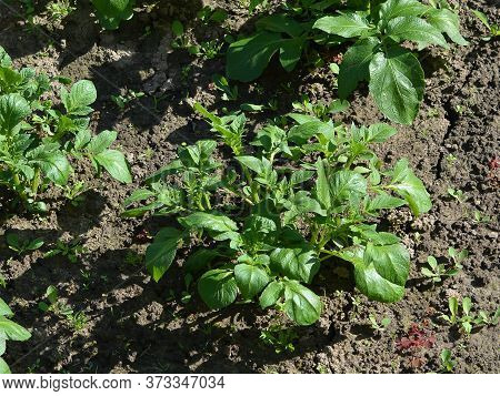 New Potato Bushes In The Garden Of A Country House Close Up In The Summer In The Middle Of The Day