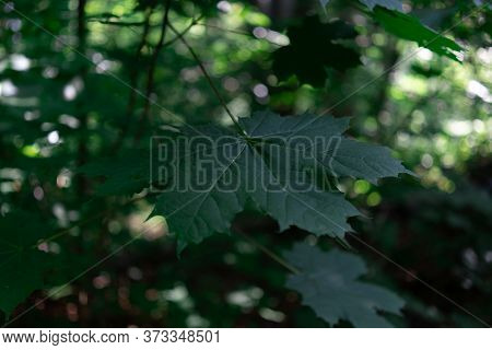 A Closeup On A Green Beautiful Leaf