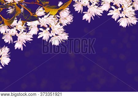 Blossoming Branch Deutzia. Bright Colorful Spring Flowers. Beautiful Nature Scene. Hydrangeaceae