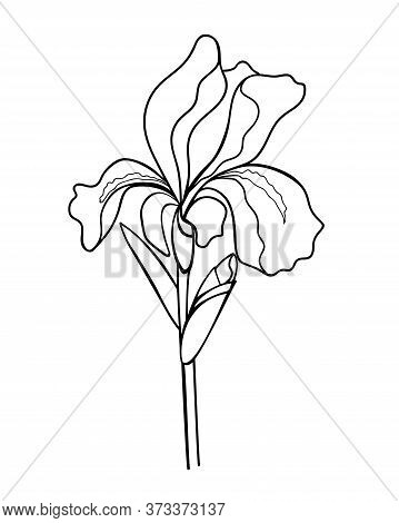 Iris Flower With A Bud, Stem And Leaf - Linear Vector Illustration For Coloring. Iris - A Garden Pla