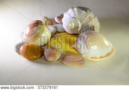 Stone Apple On The Background Of Shells And Pebbles